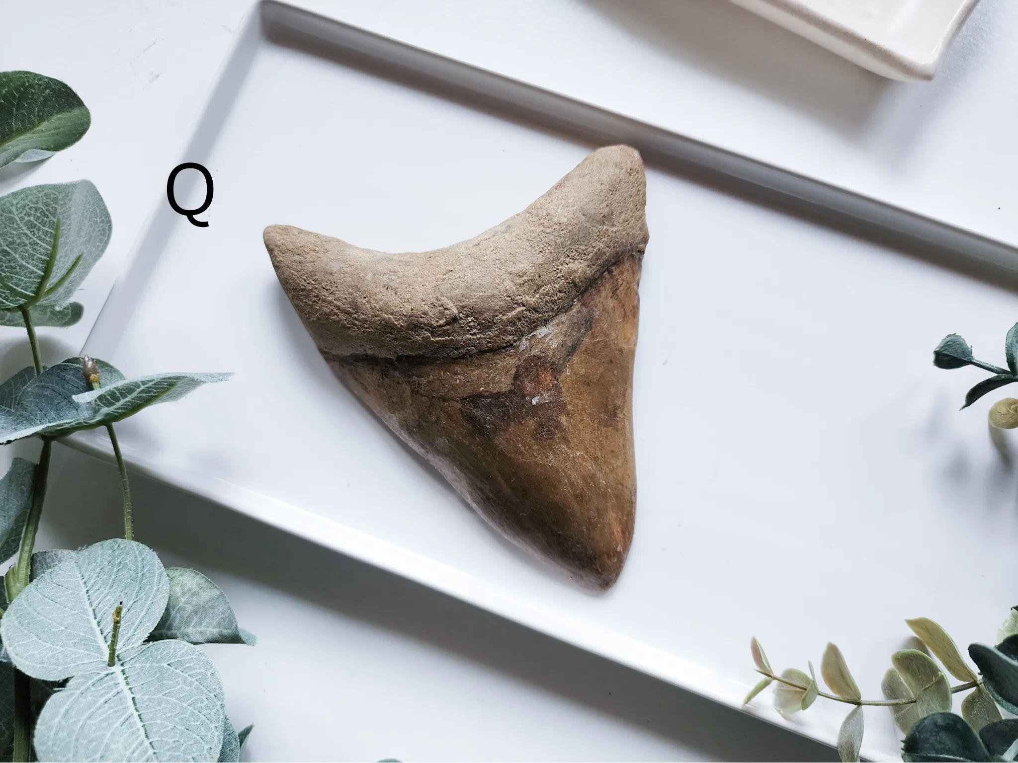 Megalodon Shark Tooth Fossil || Indonesia